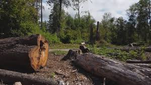 Professional Tree Care in Pascoag, RI