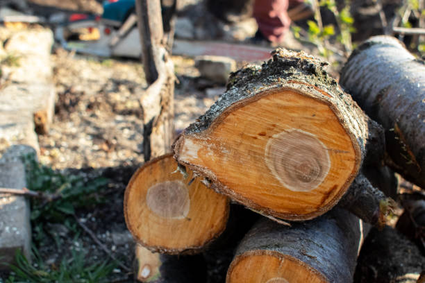 How Our Tree Care Process Works  in  Pascoag, RI